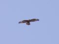 Buteo buteo